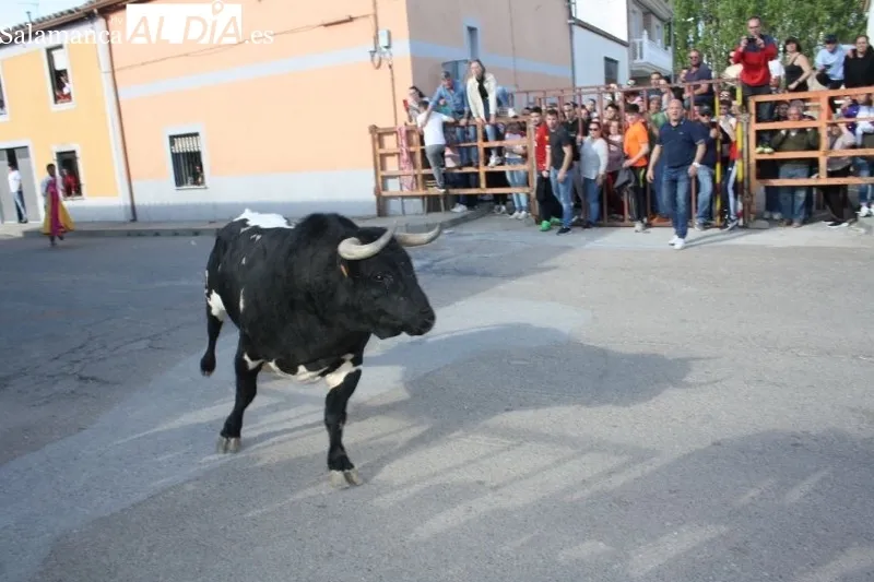 Foto 15 - Villoria, abarrotada para vivir el esperado Toro del Voto