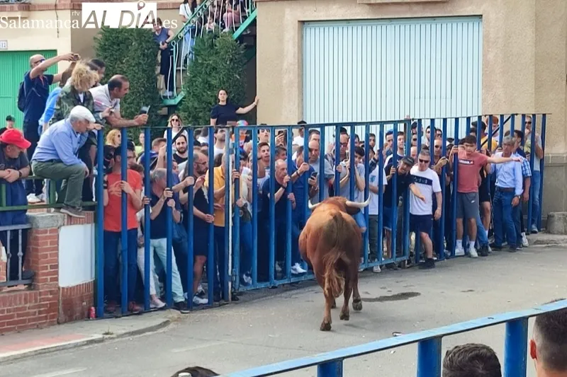 Cantalapiedra celebraba este sábado su I Toro de la Misericordia