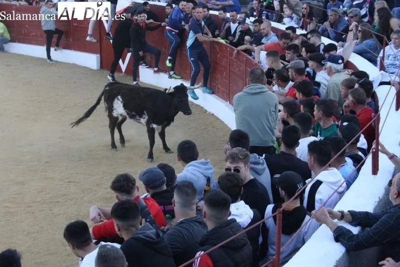 Foto 2 - Villoria, abarrotada para vivir el esperado Toro del Voto