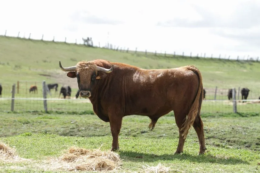 ‘Chupón’, de José Carlos Cañero, se sumará a ‘Zascandil’ en el I Toro de la Misericordia en Cantalapiedra