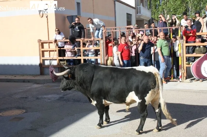Foto 8 - Villoria, abarrotada para vivir el esperado Toro del Voto
