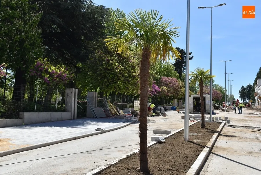 Foto 3 - Plantadas las palmeras del segundo tramo en obras de la Avenida de Espa&ntilde;a