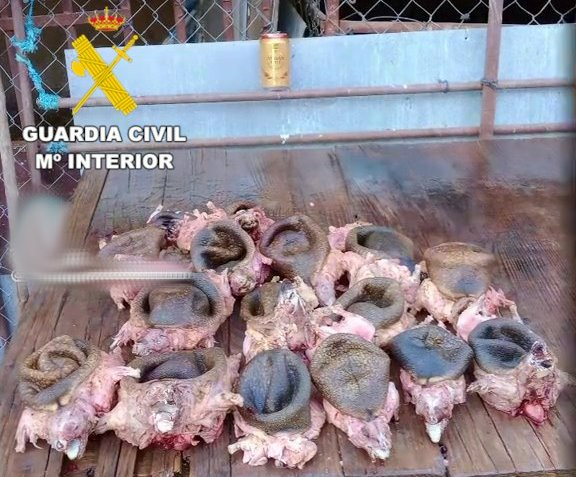 Investigan a un vecino de Ciudad Rodrigo por cazar erizos, cocinarlos y difundirlo en redes