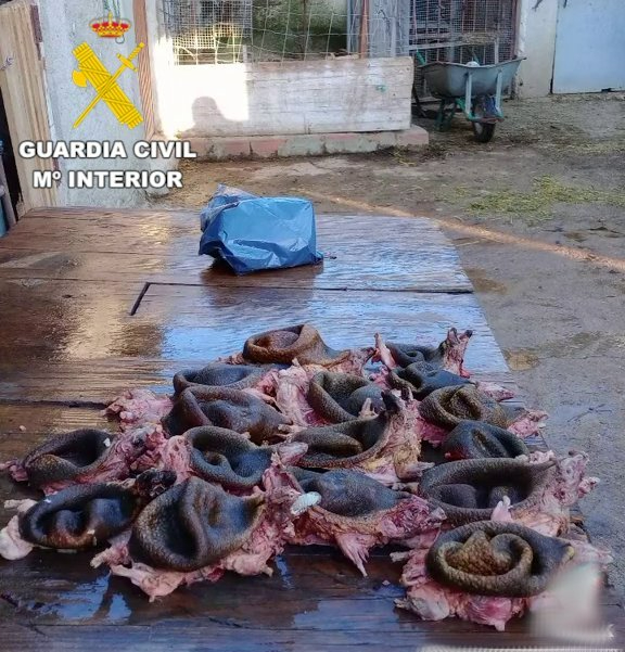 Foto 2 - Investigan a un vecino de Ciudad Rodrigo por cazar erizos, cocinarlos y difundirlo en redes