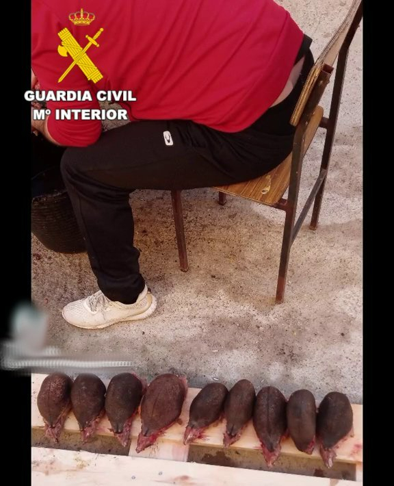 Foto 3 - Investigan a un vecino de Ciudad Rodrigo por cazar erizos, cocinarlos y difundirlo en redes