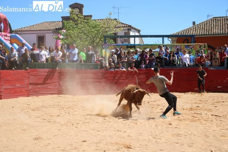 Triunfo de Álvaro Briones en Yecla de Yeltes tras cortar el rabo a un buen añojo de Eduardo Martín Cilleros / CORRAL 