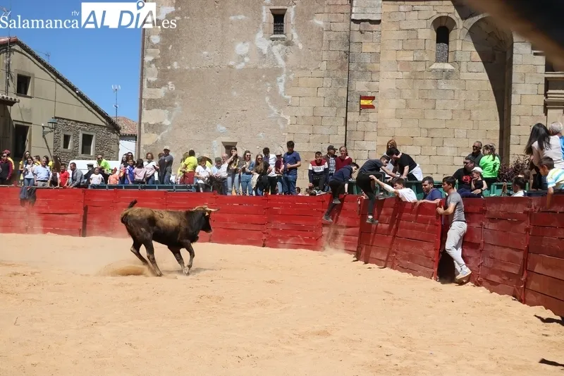 Triunfo de Álvaro Briones en Yecla de Yeltes tras cortar el rabo a un buen añojo de Eduardo Martín Cilleros / CORRAL 