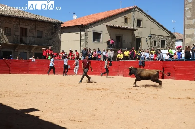 Triunfo de Álvaro Briones en Yecla de Yeltes tras cortar el rabo a un buen añojo de Eduardo Martín Cilleros / CORRAL 
