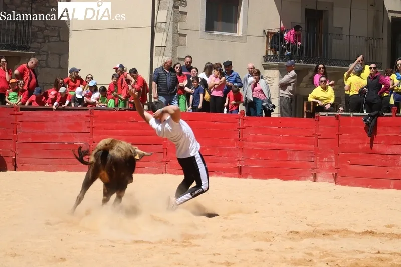 Triunfo de Álvaro Briones en Yecla de Yeltes tras cortar el rabo a un buen añojo de Eduardo Martín Cilleros / CORRAL 