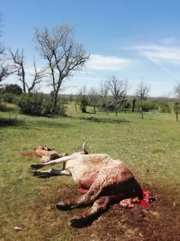 La vaca había parido el ternero sin problemas y una hora después ambos animales aparecían comidos por los buitres  
