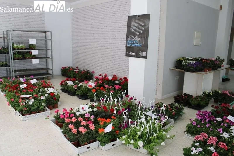 Foto 5 - Manos Unidas de Alba de Tormes comienza la venta de plantas
