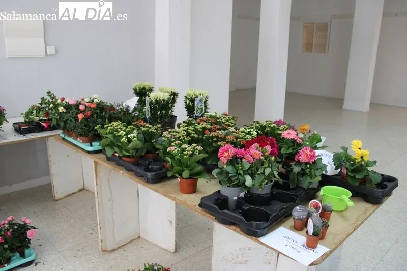 Foto 3 - Manos Unidas de Alba de Tormes comienza la venta de plantas