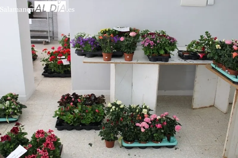 Foto 2 - Manos Unidas de Alba de Tormes comienza la venta de plantas