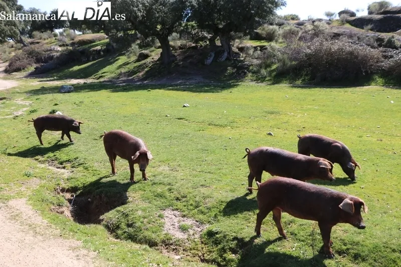 En Rollanejo convive la ganadería brava, el vacuno de carne, cerdos ibéricos e infraestructuras de alojamiento rural y un corredero de acoso y derribo  