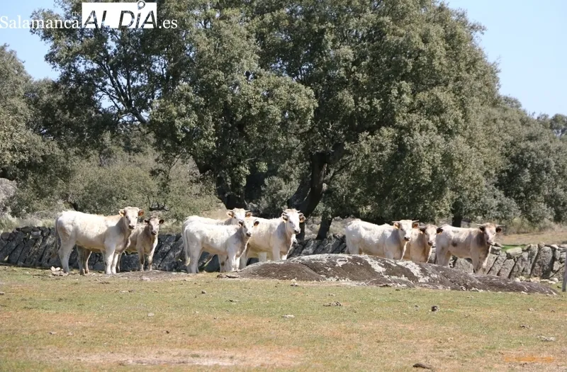 En Rollanejo convive la ganadería brava, el vacuno de carne, cerdos ibéricos e infraestructuras de alojamiento rural y un corredero de acoso y derribo  