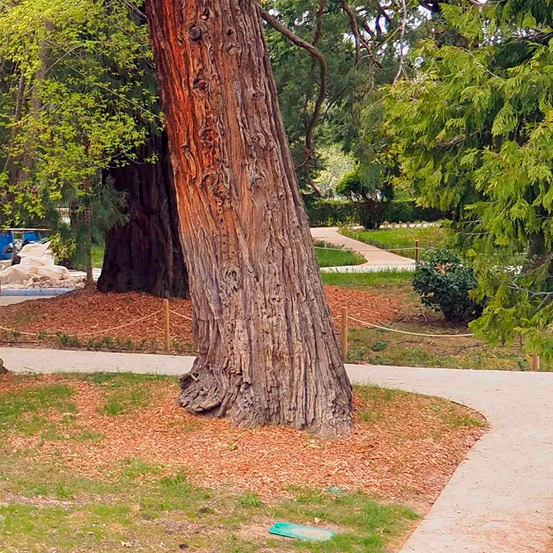 Foto 3 - La Plataforma en Defensa del Bosque califica la restauraci&oacute;n del Jard&iacute;n Rom&aacute;ntico  como &ldquo;peor imposible&rdquo;