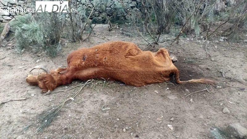Vaca y restos del ternero devorados en vida por los buitres