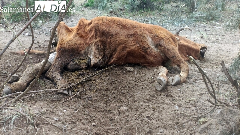 Los buitres acaban con la vida de una vaca y su ternero en Hinojosa de Duero