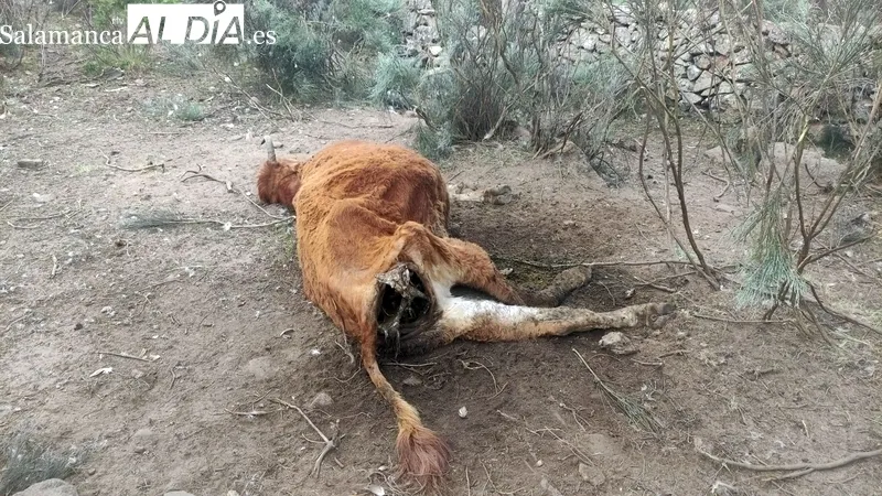 Vaca y restos del ternero devorados en vida por los buitres