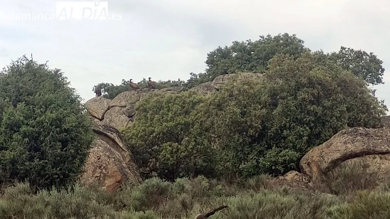 Vaca y restos del ternero devorados en vida por los buitres