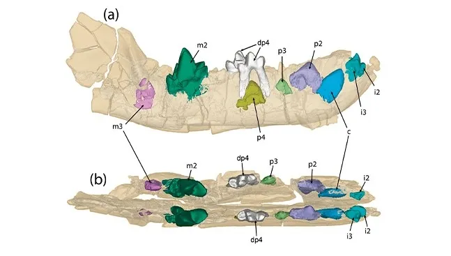  Imágenes de CT Scan de la mandíbula de Prodissopsalis jimenezi del yacimiento de La Solana (Mazaterón, Soria), mostrando el cuarto premolar de leche (dp4) y los incisivos (i), canino (c), premolares (p) y molares (m) definitivos en diferentes estados de 