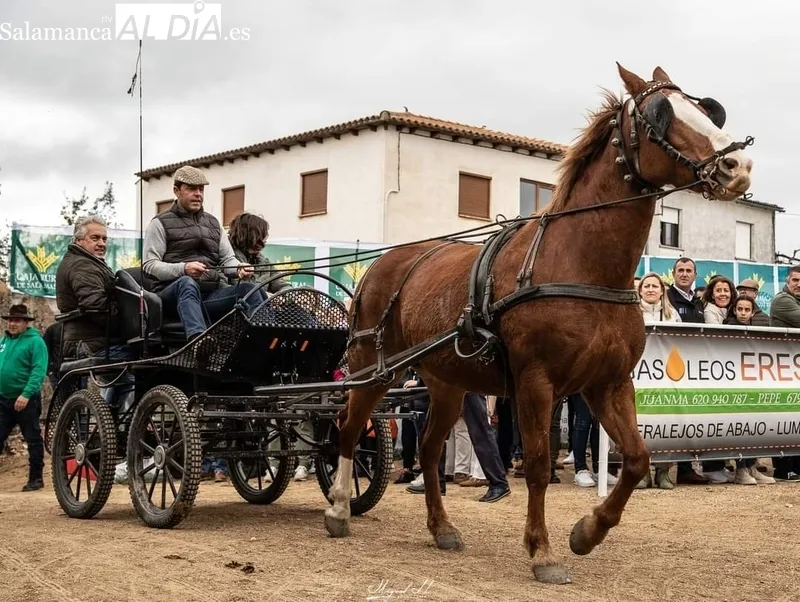 Exhibición de calesas en el recinto ferial / FOTOS: MIGUEL HERNÁNDEZ CORRAL