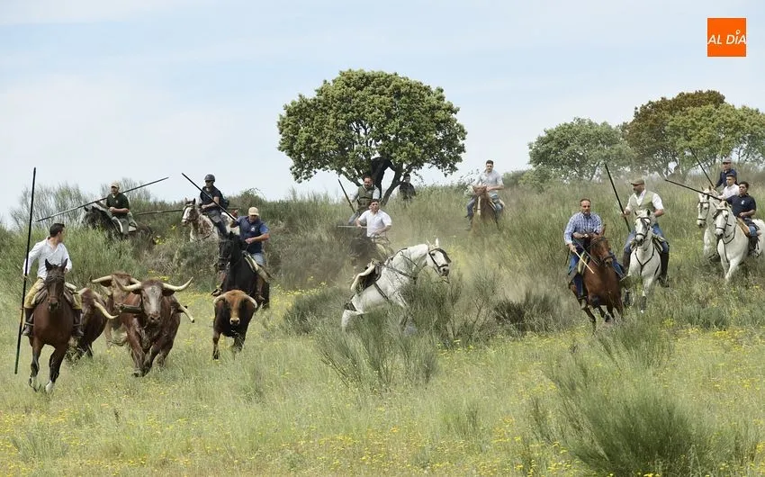 ENcierro a caballo de Gallegos de Argáñán/ Fotos: Adrián M. Pastor