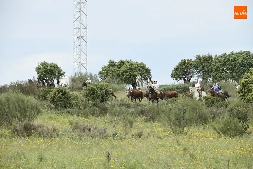 ENcierro a caballo de Gallegos de Argáñán/ Fotos: Adrián M. Pastor