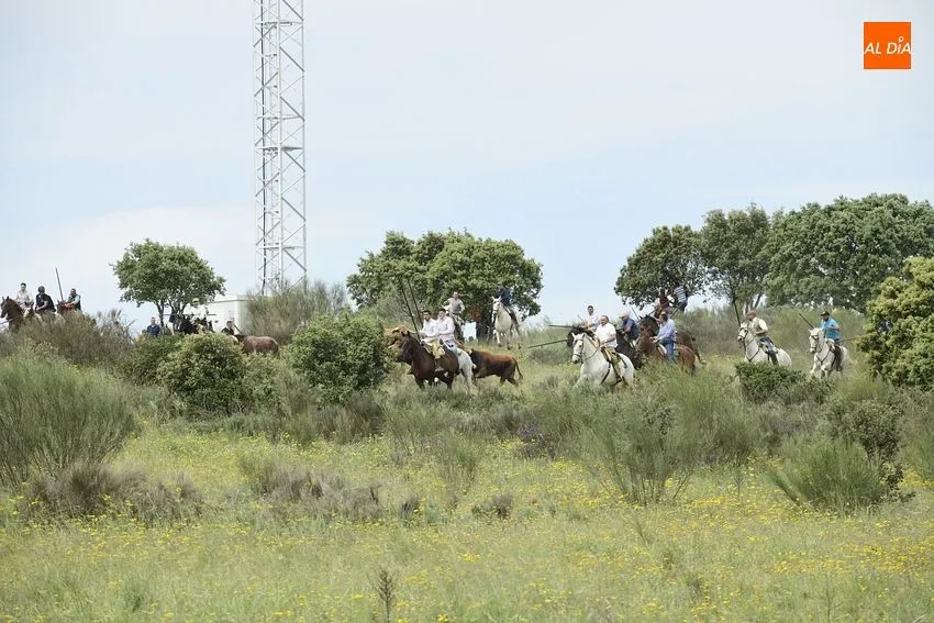 ENcierro a caballo de Gallegos de Argáñán/ Fotos: Adrián M. Pastor