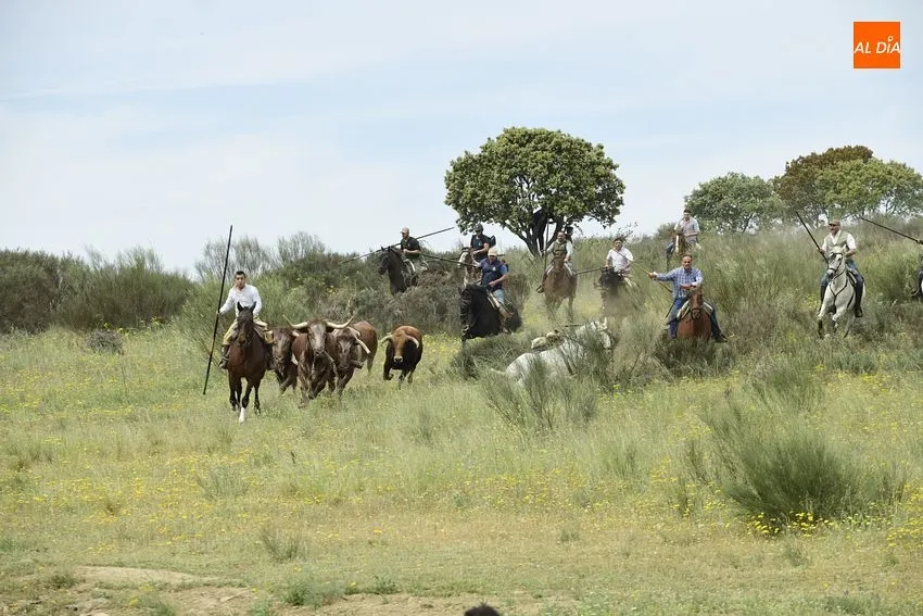 ENcierro a caballo de Gallegos de Argáñán/ Fotos: Adrián M. Pastor