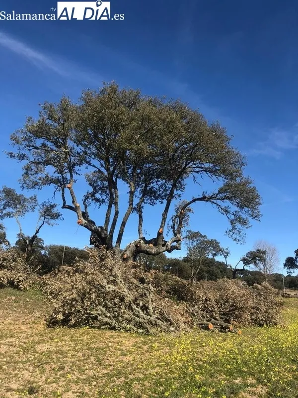 Asistentes a la reunión celebrada en Espeja y encinas podadas con el sistema que quieren algunos agentes forestales
