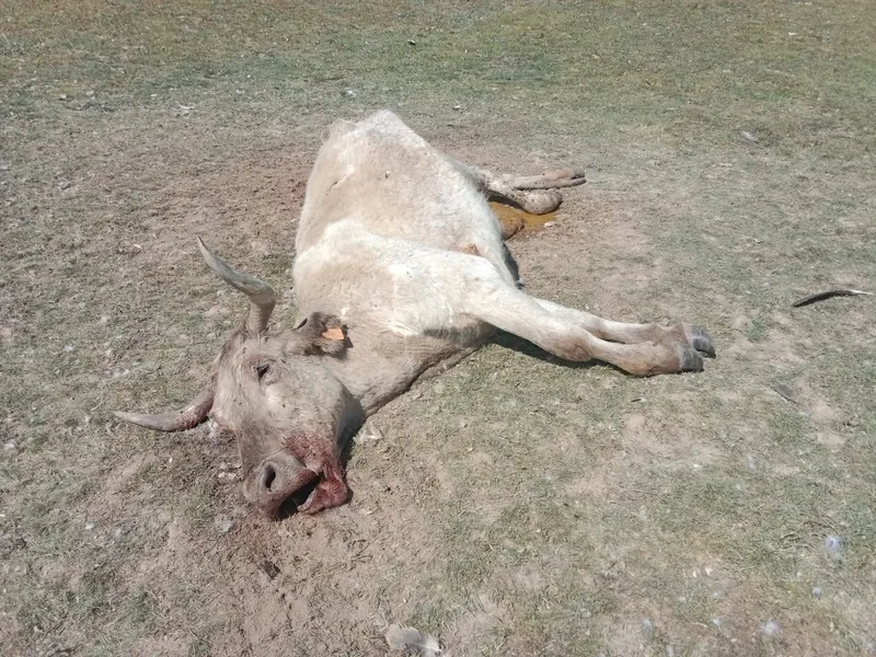 La vaca había parido el ternero sin problemas y una hora después ambos animales aparecían comidos por los buitres  