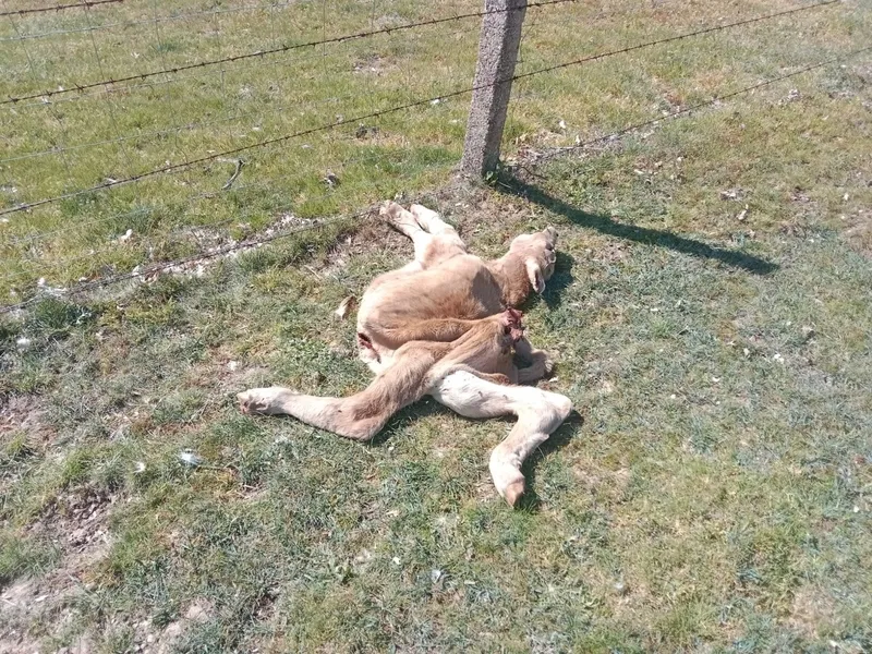 La vaca había parido el ternero sin problemas y una hora después ambos animales aparecían comidos por los buitres  