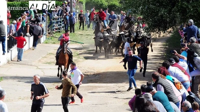 Foto 3 - At&iacute;pico encierro a caballo con "la fuga" de un novillo en las fiestas de El Noveno de San Felices de los Gallegos