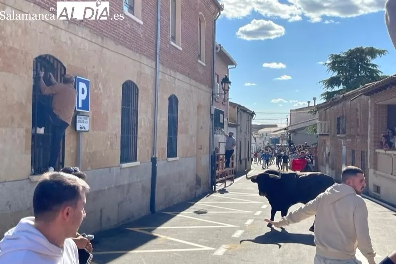 Cantalpino vivía este sábado el Toro de San Isidro