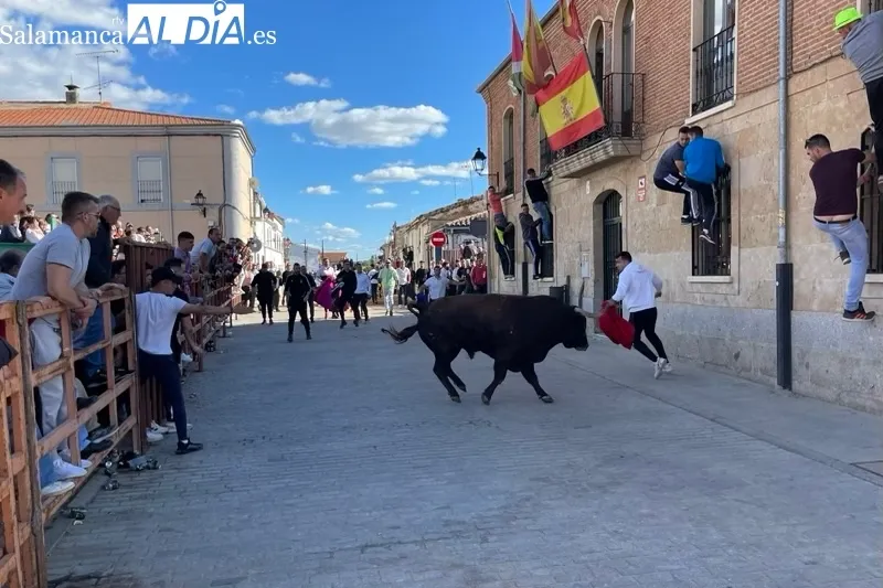 Cantalpino vivía este sábado el Toro de San Isidro