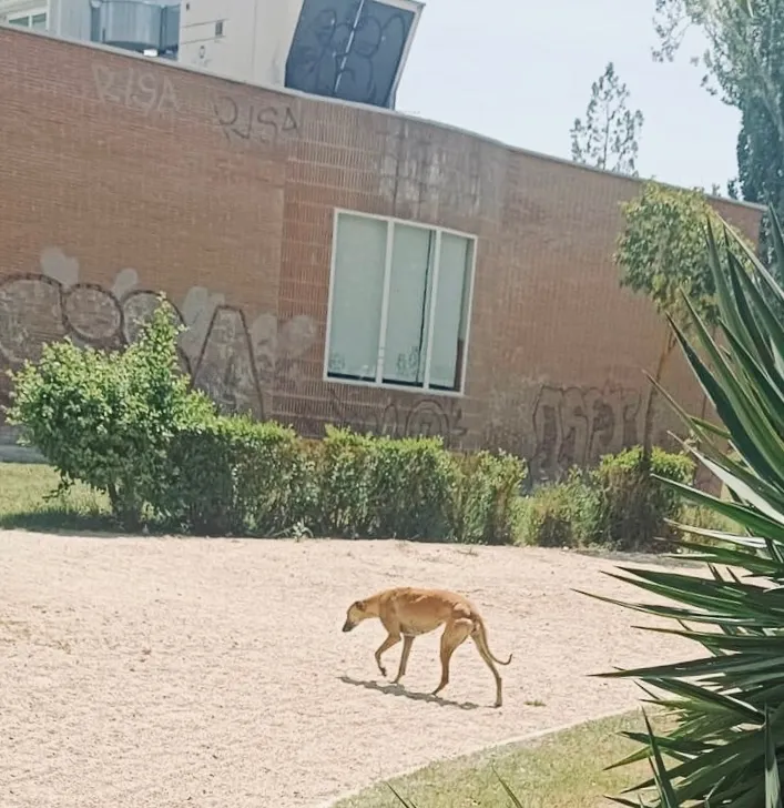 Aparece un galgo vagando por las calles de Peñaranda. Redes