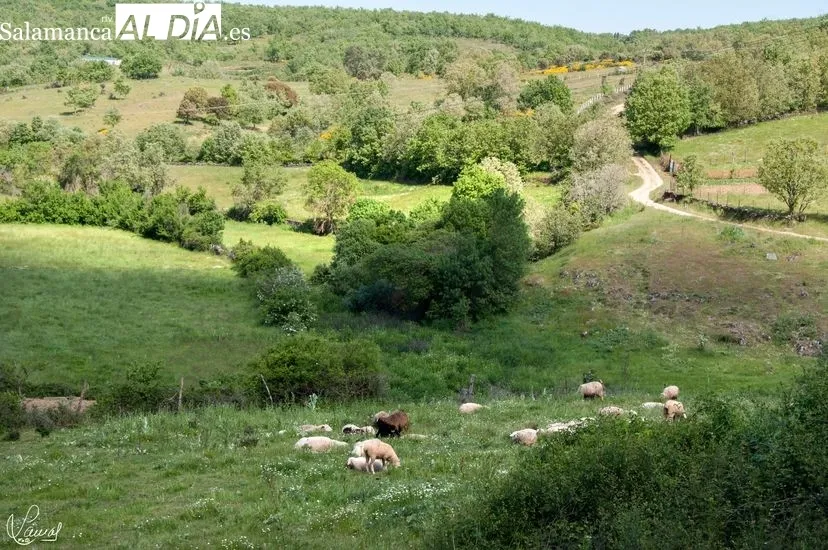 Foto 9 - Monle&oacute;n, uno de los pueblos m&aacute;s antiguos y de mayor resonancia hist&oacute;rica de Salamanca