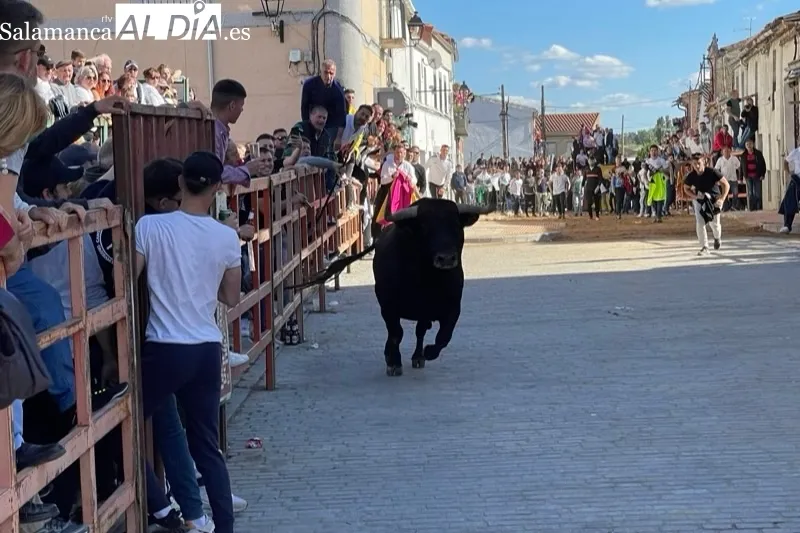 Cantalpino vivía este sábado el Toro de San Isidro