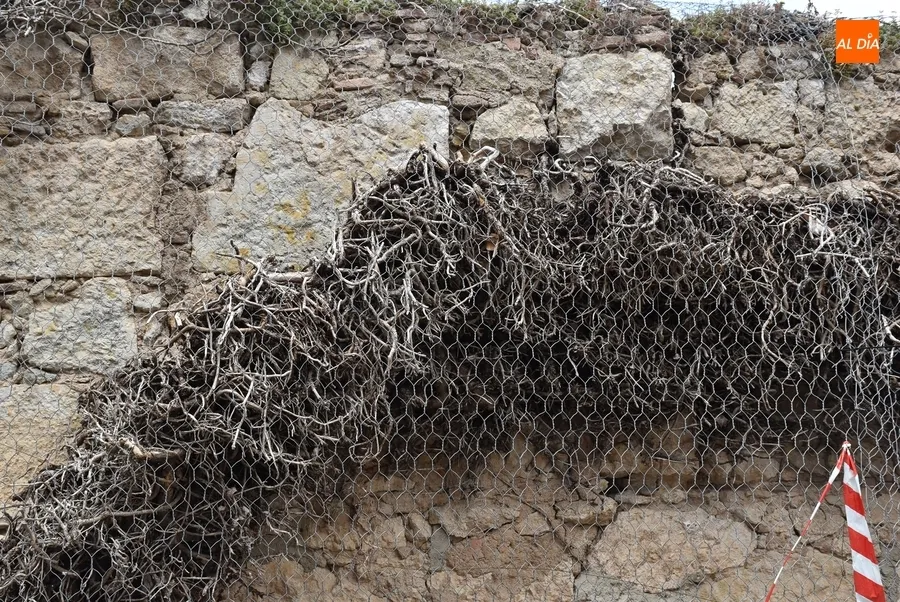Foto 7 - Comienza la retirada por motivos de seguridad de toda la hiedra del Parador