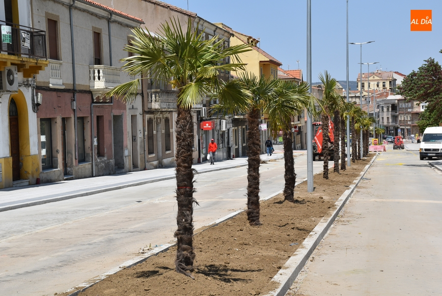 Foto 3 - El tramo superior de la Avenida de España da la bienvenida a sus palmeras