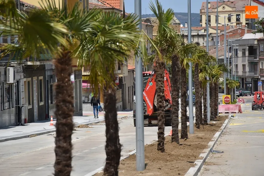 Foto 2 - El tramo superior de la Avenida de Espa&ntilde;a da la bienvenida a sus palmeras