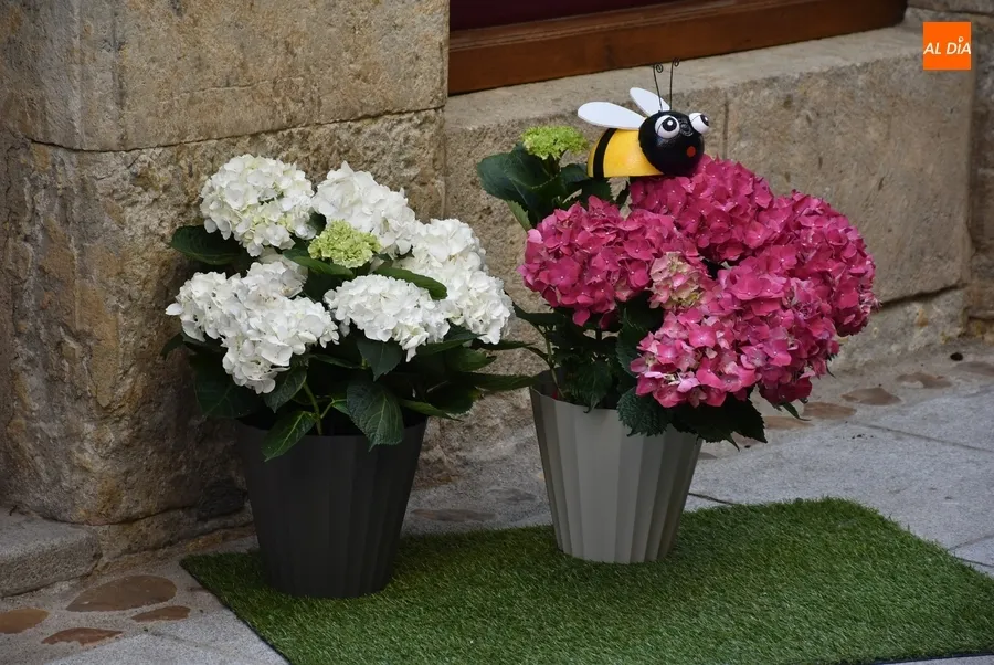 Foto 6 - El jurado recorre las zonas participantes en el Concurso Floral, que ya han sufrido robos de elementos