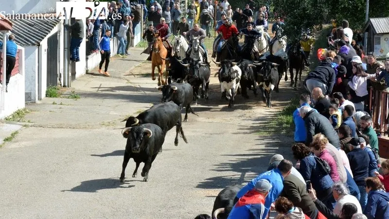 Foto 7 - Emoci&oacute;n en el primer encierro a caballo de El Noveno de San Felices de los Gallegos