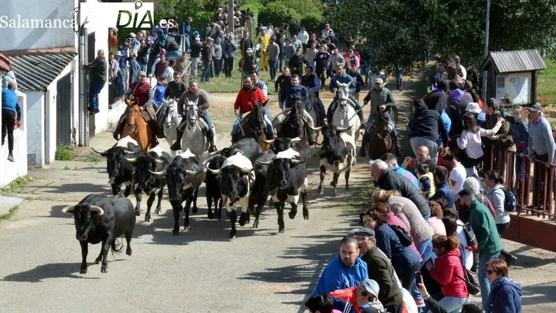 Foto 5 - Emoci&oacute;n en el primer encierro a caballo de El Noveno de San Felices de los Gallegos