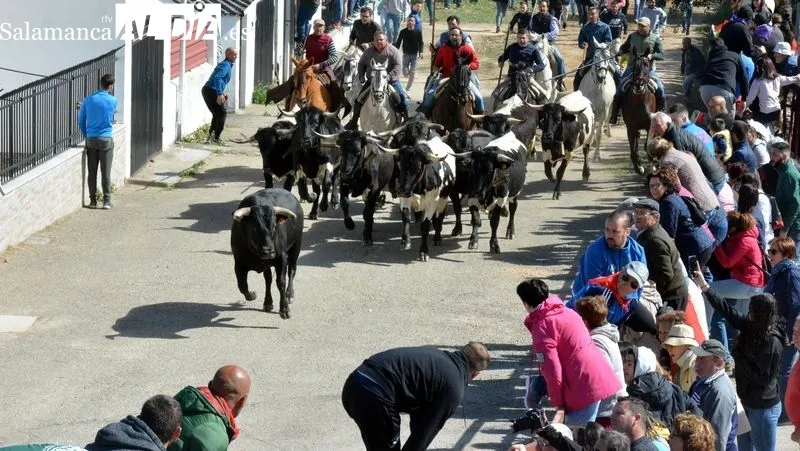 Foto 4 - Emoci&oacute;n en el primer encierro a caballo de El Noveno de San Felices de los Gallegos