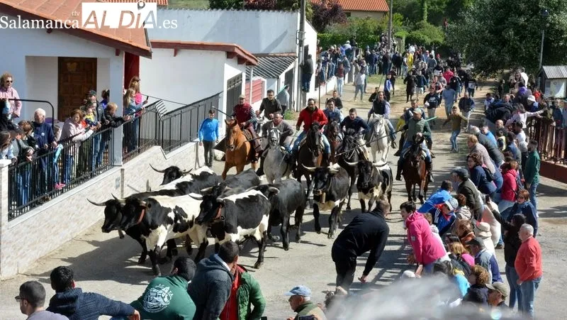 Foto 3 - Emoci&oacute;n en el primer encierro a caballo de El Noveno de San Felices de los Gallegos