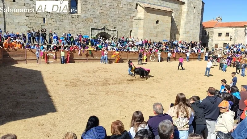 Capea con añojos de Andrés Celestino García para comenzar las fiestas del Noveno / CORRAL