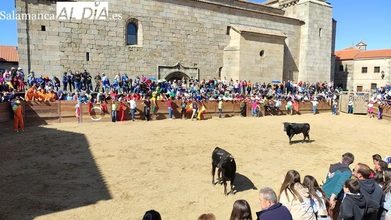 Capea con añojos de Andrés Celestino García para comenzar las fiestas del Noveno / CORRAL