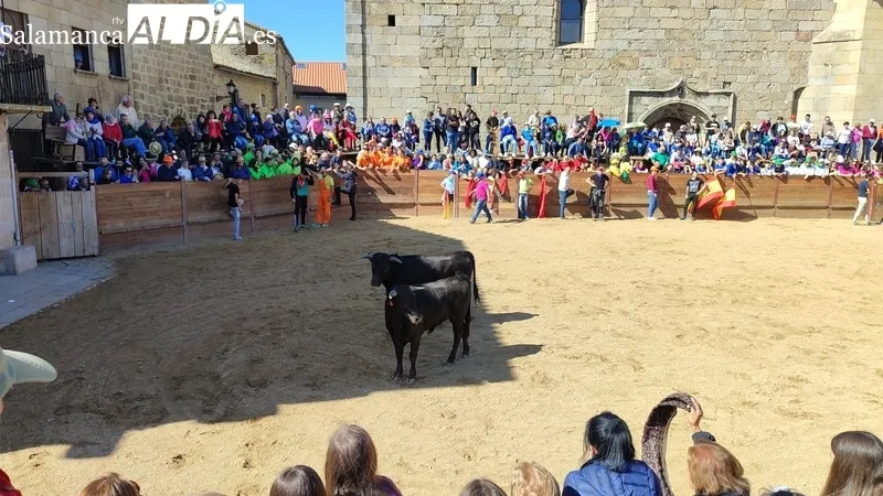 Capea con añojos de Andrés Celestino García para comenzar las fiestas del Noveno / CORRAL